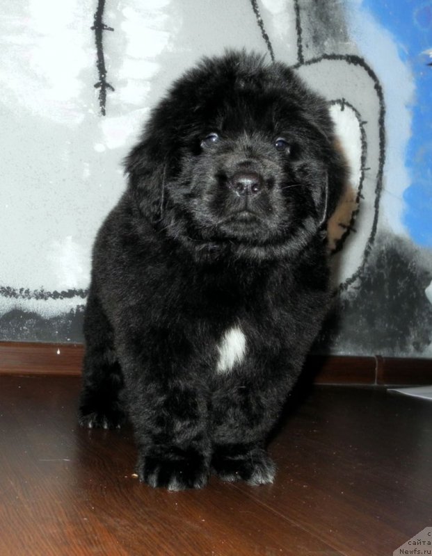 Фотография № 148124