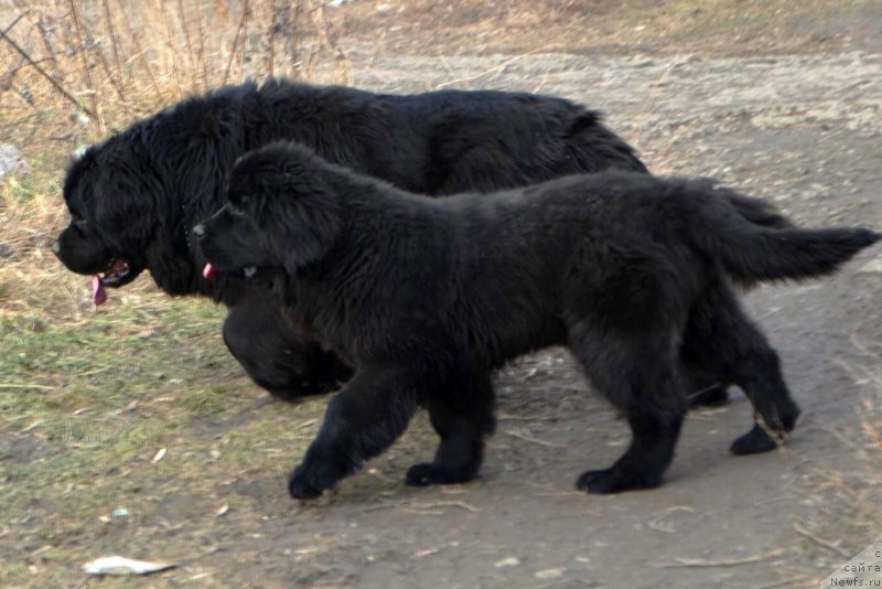 Фотография № 148128