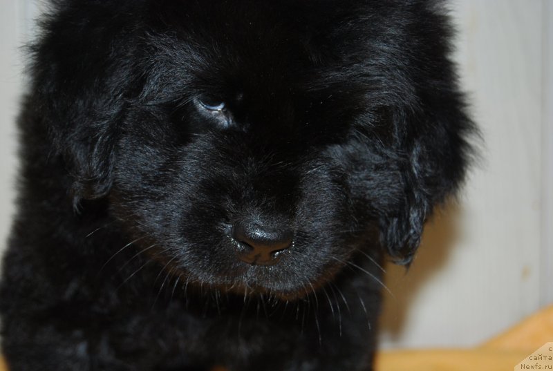 Фотография № 148135