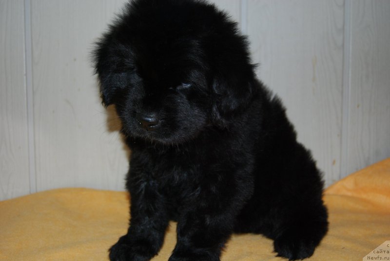 Фотография № 148136