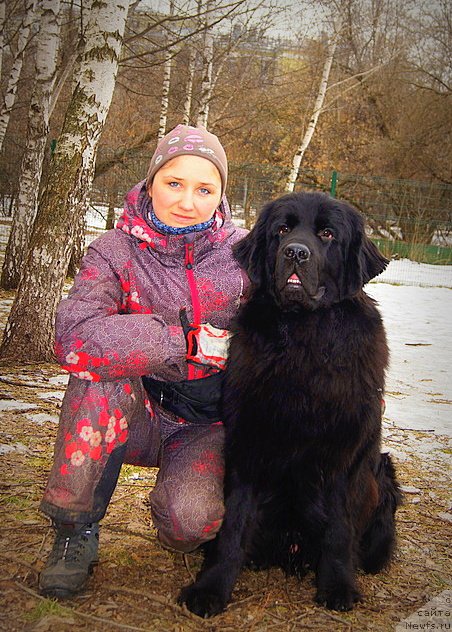 Фото: ньюфаундленд Chernyj Chank s Berega Dona (Черный Чанк с Берега Дона)