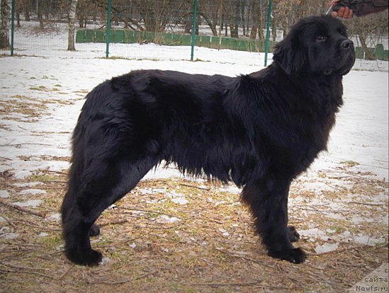 Фото: ньюфаундленд Chernyj Chank s Berega Dona (Черный Чанк с Берега Дона)