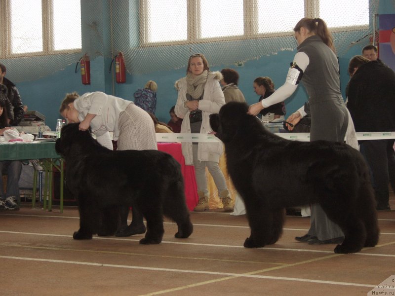 Фото: ньюфаундленд Inflame My Heart Midnight Bear, ньюфаундленд Rain Coast How can I Fall