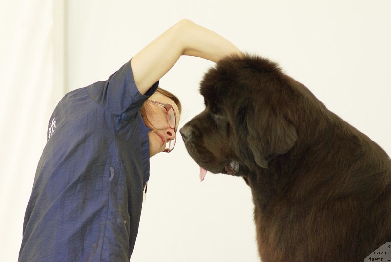 Фото: ньюфаундленд Beguschaya po Volnam Dancing Queen (Бегущая по Волнам Дансинг Квин)