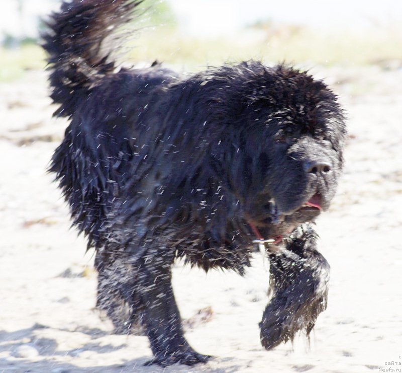 Фото: ньюфаундленд Beguschaya po Volnam Zephirine Drouhin (Бегущая по Волнам Зефирин Друэн)