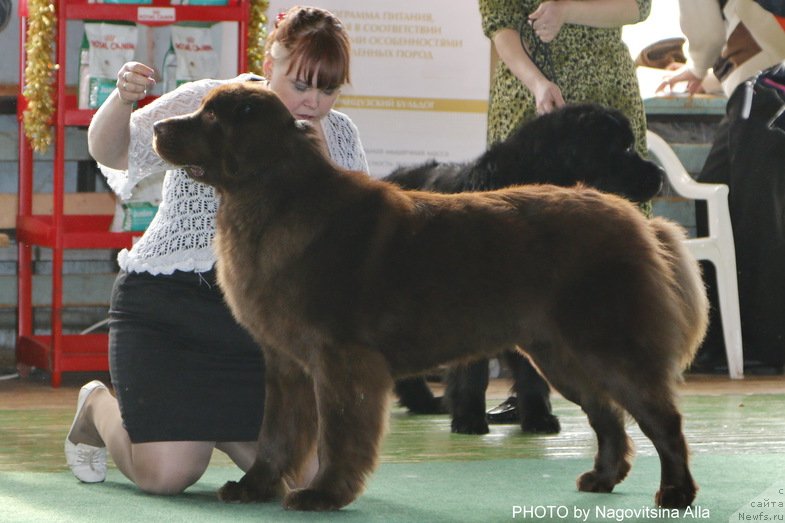 Фото: ньюфаундленд Sverkayuzhaya Gora Mashame (Сверкающая Гора Машаме)