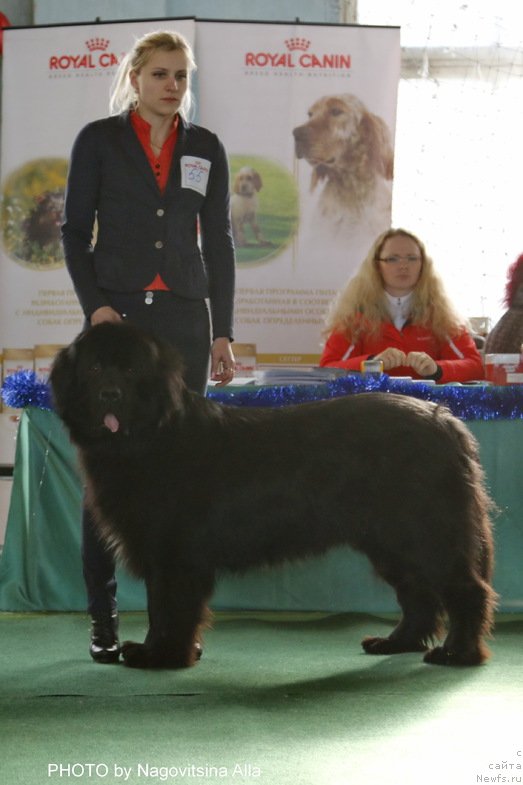 Фото: ньюфаундленд Plushevaya Panda Centre Stage (Плюшевая Панда Центре Стаге)