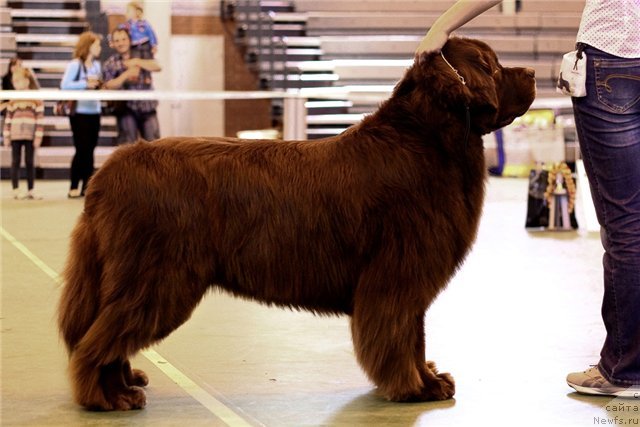 Фото: ньюфаундленд Lesnaja Skazka Korolevskiy Medved (Лесная Сказка Королевский Медведь)