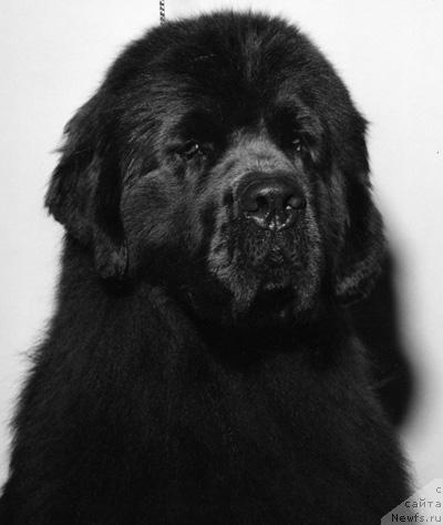 Фото: ньюфаундленд Pouch Cove's Objection Overruled