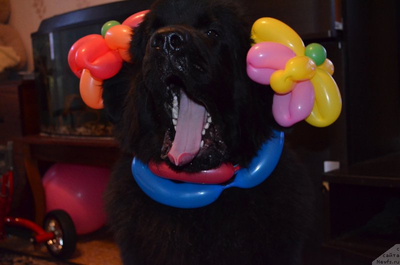 Фото: ньюфаундленд Chernaya Mafia Zesty Betty (Черная Мафия Зесту Бетту)