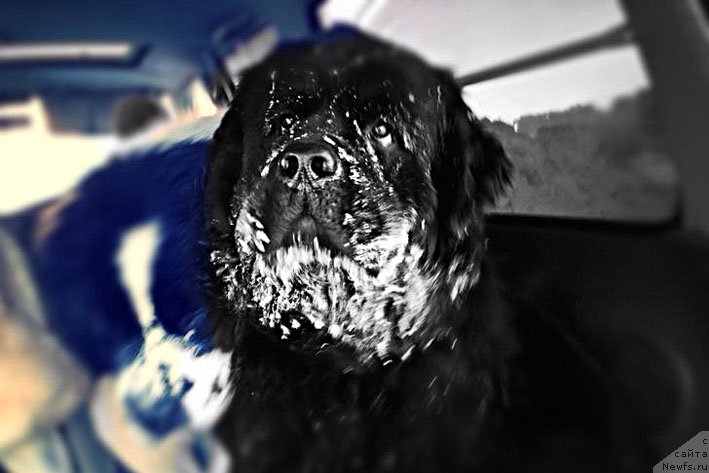 Фото: ньюфаундленд Chistolybivaya Chic s Berega Dona (Честолюбивая Чик с Берега Дона)