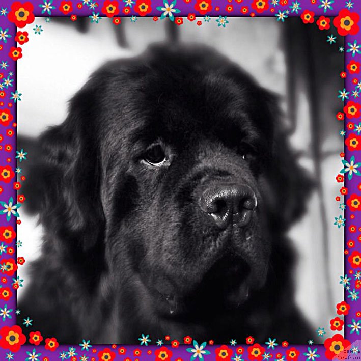 Фото: ньюфаундленд Chistolybivaya Chic s Berega Dona (Честолюбивая Чик с Берега Дона)