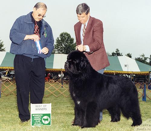 Фото: ньюфаундленд Pouch Cove's Goliath