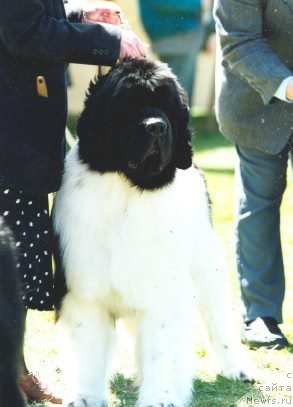 Фото: ньюфаундленд Fantasea Prety Boy Flyd Wilo Hil