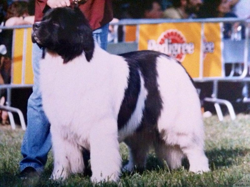 Фото: ньюфаундленд Vertigo Highlander