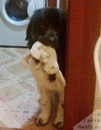 Фото: ньюфаундленд Bi Perfekt Viking (Би Перфект Викинг)