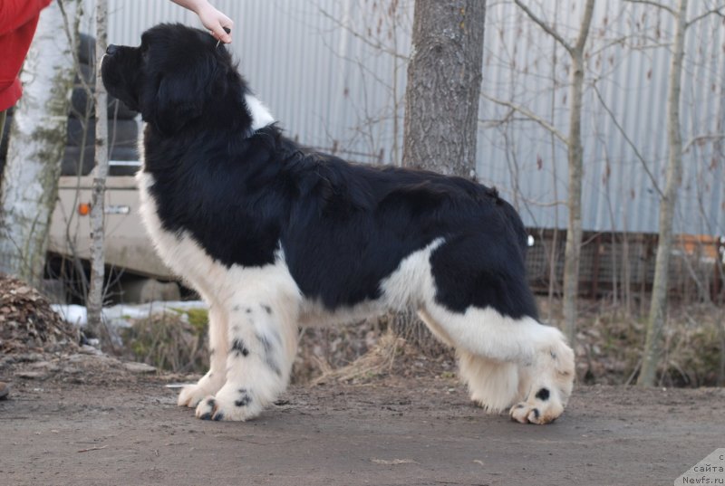 Фото: ньюфаундленд Eros Faundland