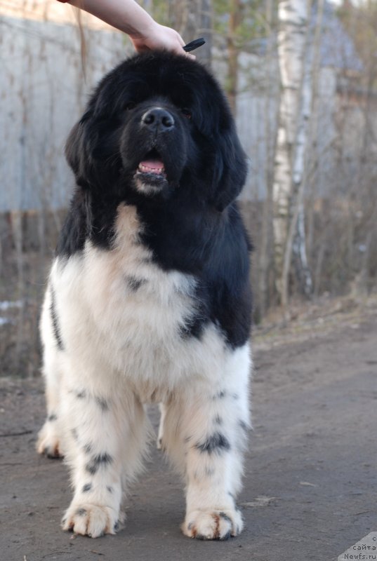 Фото: ньюфаундленд Eros Faundland