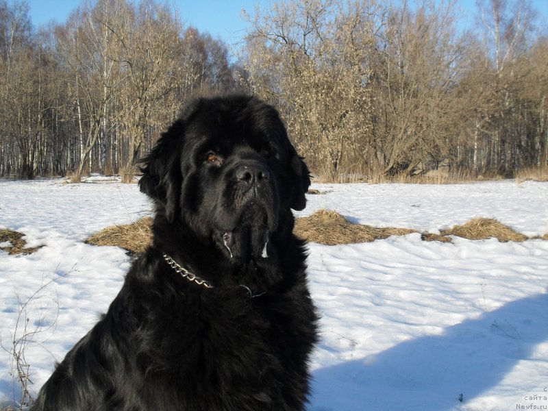Фото: ньюфаундленд Beguschaya po Volnam Carica Savskaya (Бегущая по Волнам Царица Савская)