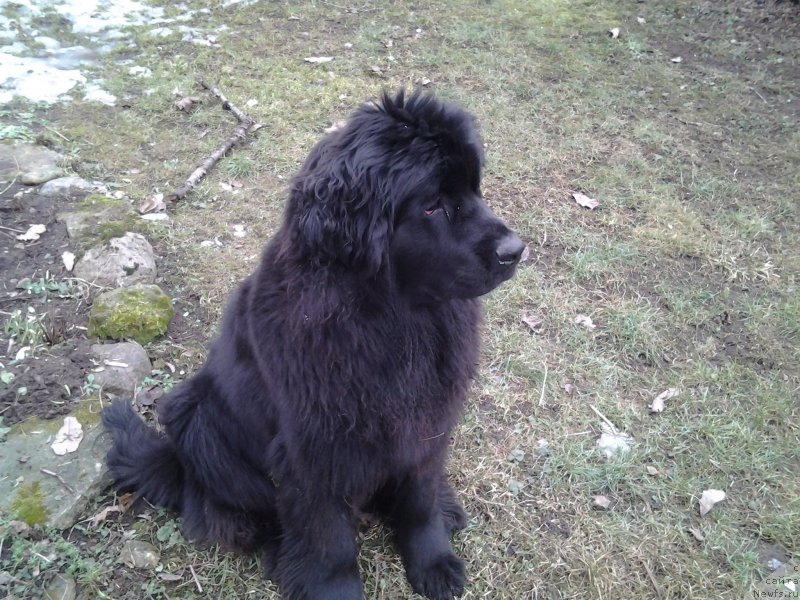 Фото: ньюфаундленд Funnewf Jemapel Madam Nuar (Фанньюф Жемапель Мадам Нуар)