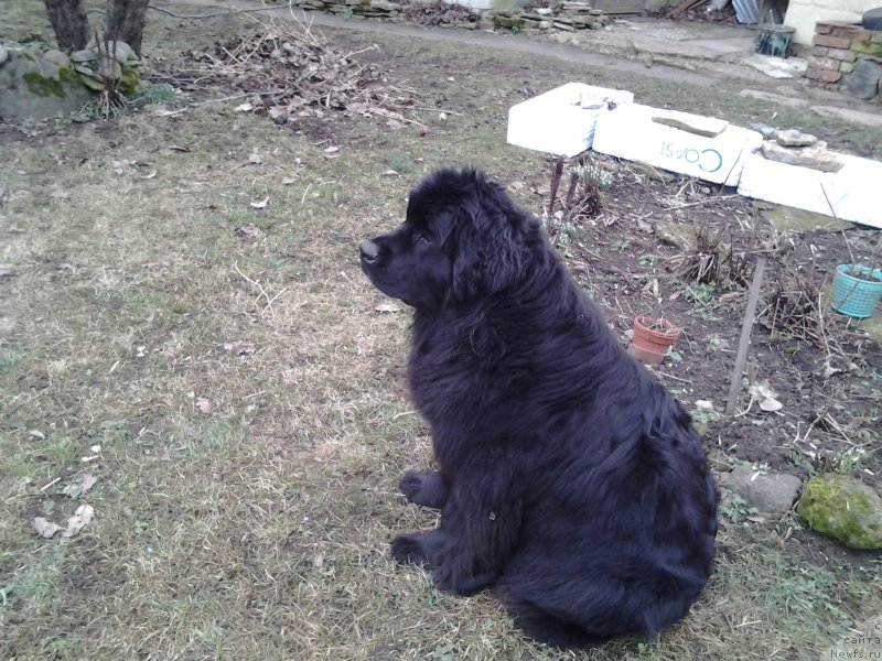 Фото: ньюфаундленд Funnewf Jemapel Madam Nuar (Фанньюф Жемапель Мадам Нуар)