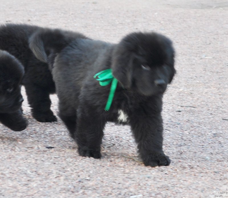 Фото: Бегущая по волнам Фьюжн Дэнс