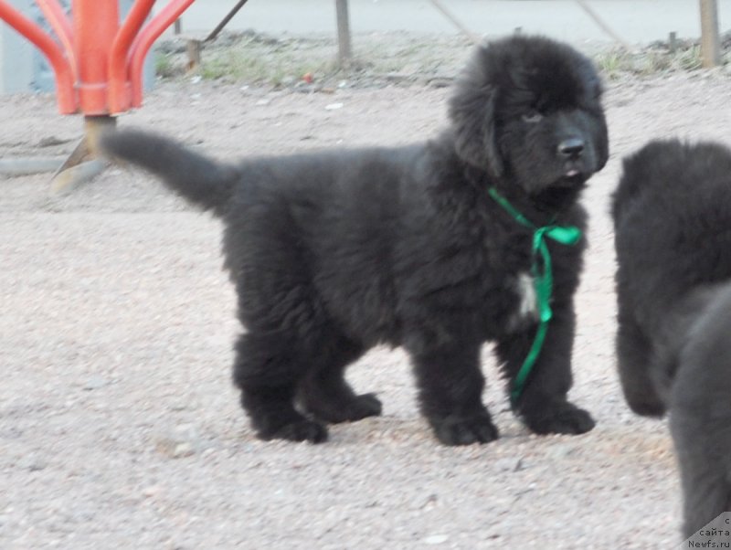 Фото: Бегущая по волнам Фьюжн Дэнс