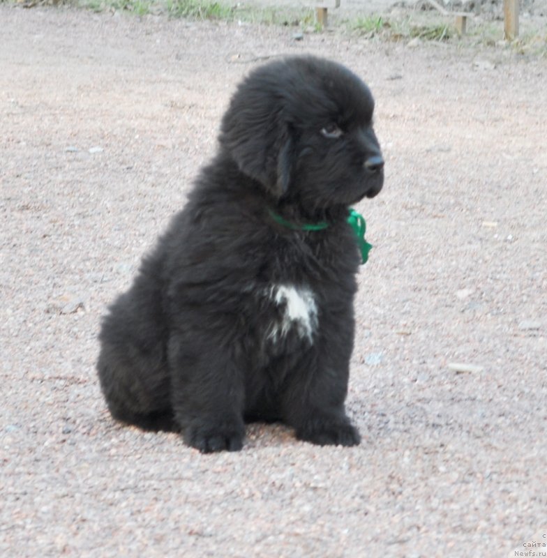 Фото: Бегущая по волнам Фьюжн Дэнс