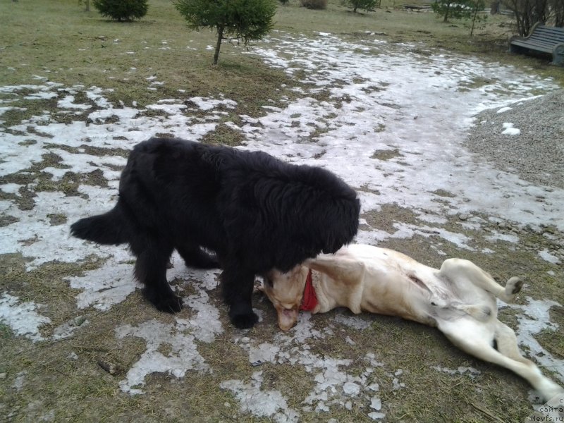 Фото: ньюфаундленд Funnewf Jemapel Madam Nuar (Фанньюф Жемапель Мадам Нуар)