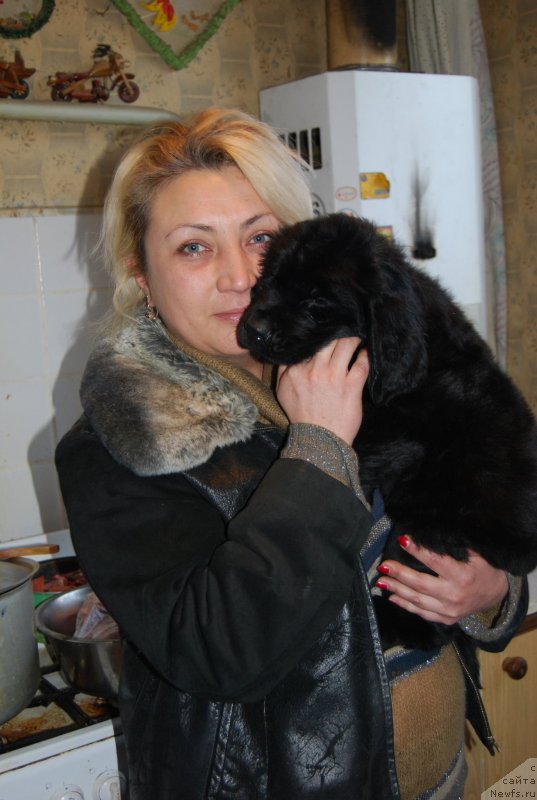 Фото: ньюфаундленд Face of an Angel Giant's Island