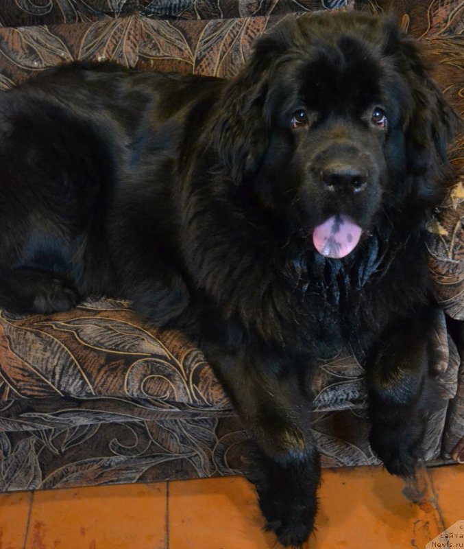 Фото: ньюфаундленд Chernaya Mafia Zoom Into Me (Черная Мафия Зоом Инто Ме)