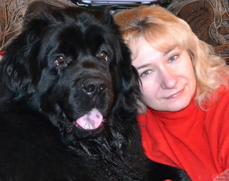 Фото: ньюфаундленд Chernaya Mafia Zoom Into Me (Черная Мафия Зоом Инто Ме)