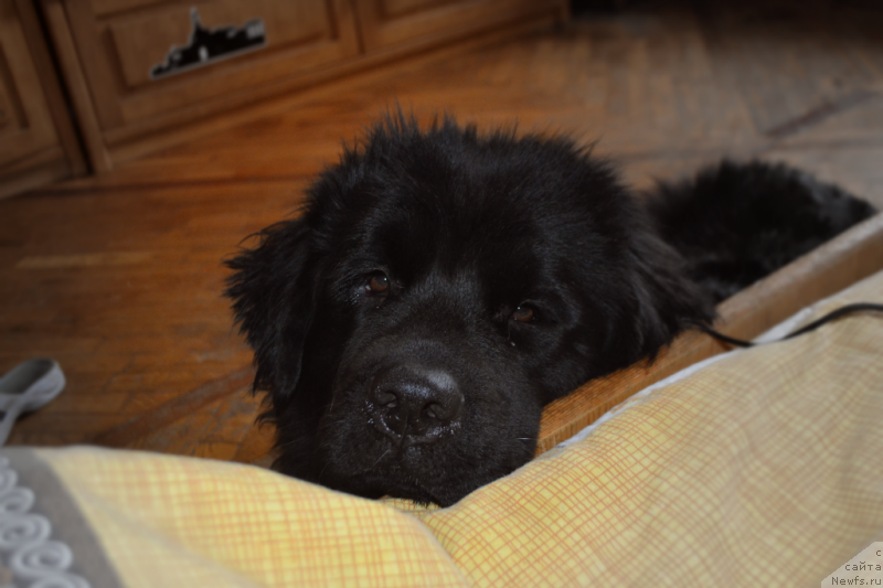 Фотография № 148205