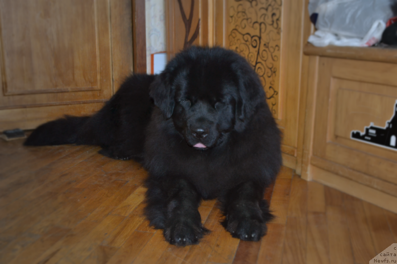 Фото: ньюфаундленд Lepestok Lilii (Лепесток Лилии)