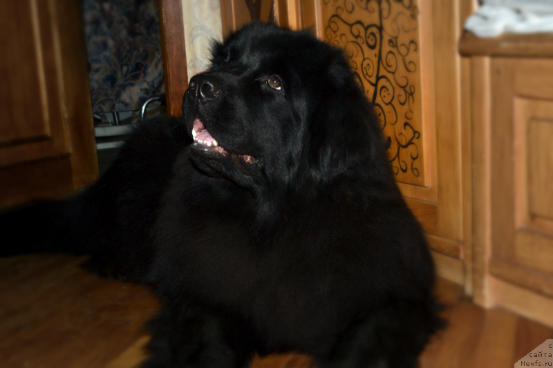 Фото: ньюфаундленд Lepestok Lilii (Лепесток Лилии)