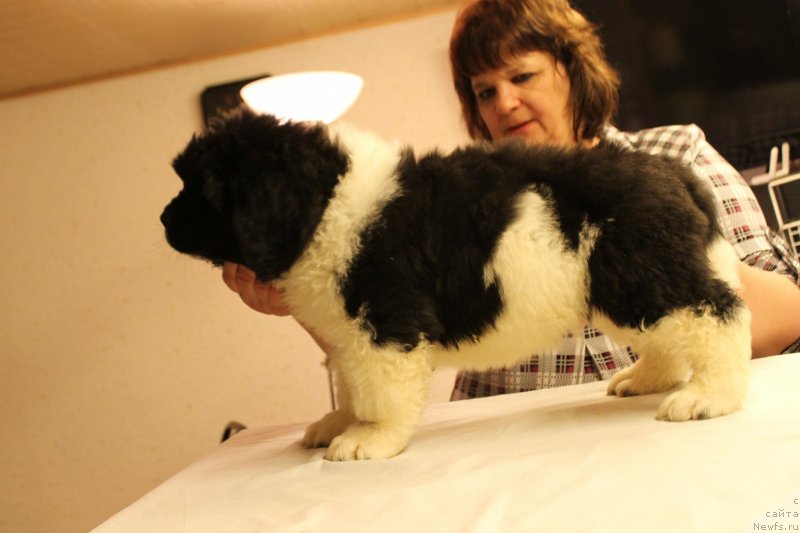 Фотография № 148216