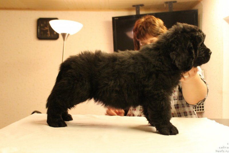 Фотография № 148221