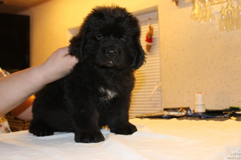 Фотография № 148222