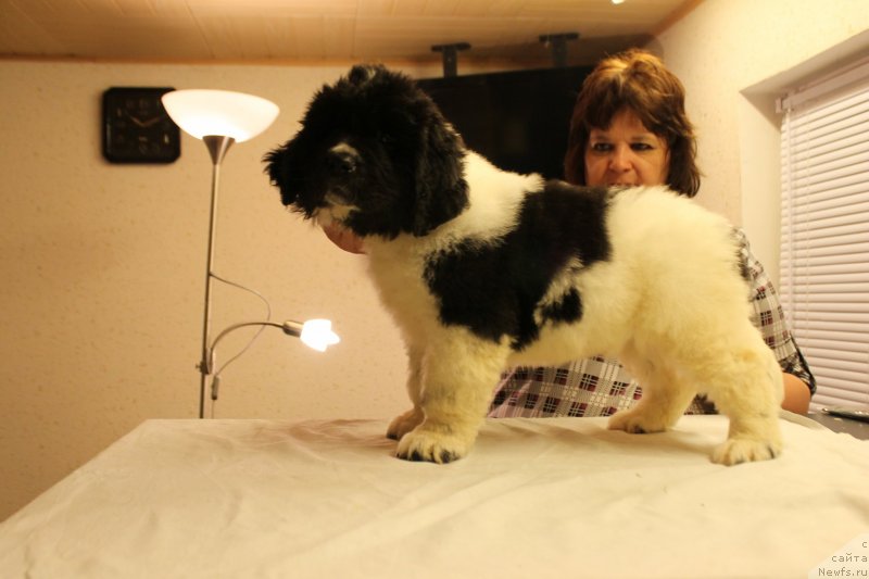 Фотография № 148224