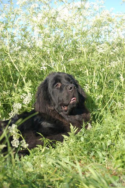 Фото: ньюфаундленд Sent Djons Orfey (Сент Джонс Орфей)