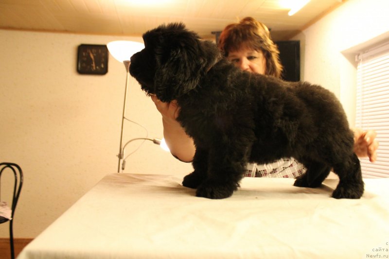 Фотография № 148233