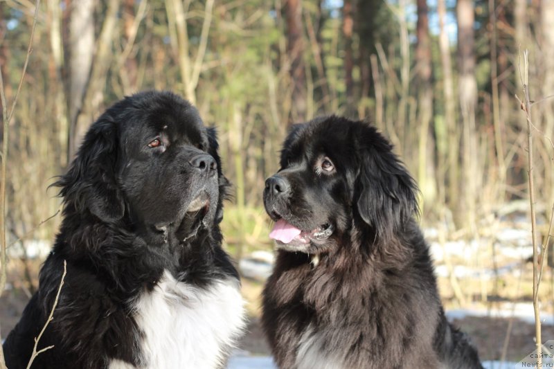 Фото: ньюфаундленд Starbimovlav Gardemarin (Старбимовлав Гардемарин), Кити