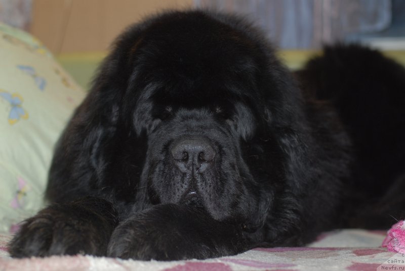 Фото: ньюфаундленд Midnight Lady's Scream at Mississippi-Missouri