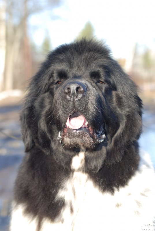 Фото: ньюфаундленд Fluffy Avalancn Small Star Will Outshine All (Флюфи Аваланч Смалл Стар Вилл Оутшине Алл)