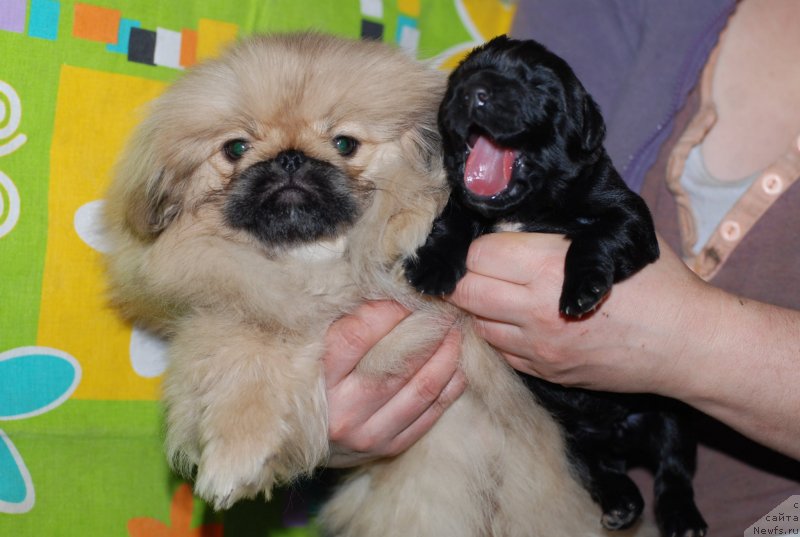 Фото: ньюфаундленд Aquatoriya Kelvin Only Love (Акватория Келвин Онли Лав)