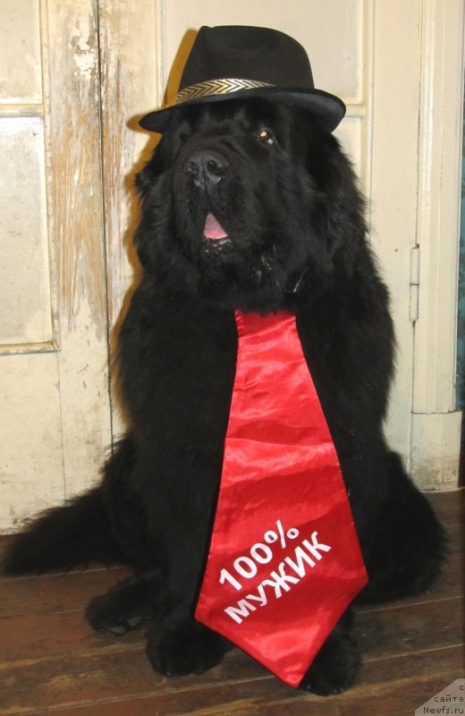 Фото: ньюфаундленд Aquatoriya Kelvin Flash Royal (Акватория Келвин Флэш Ройал)