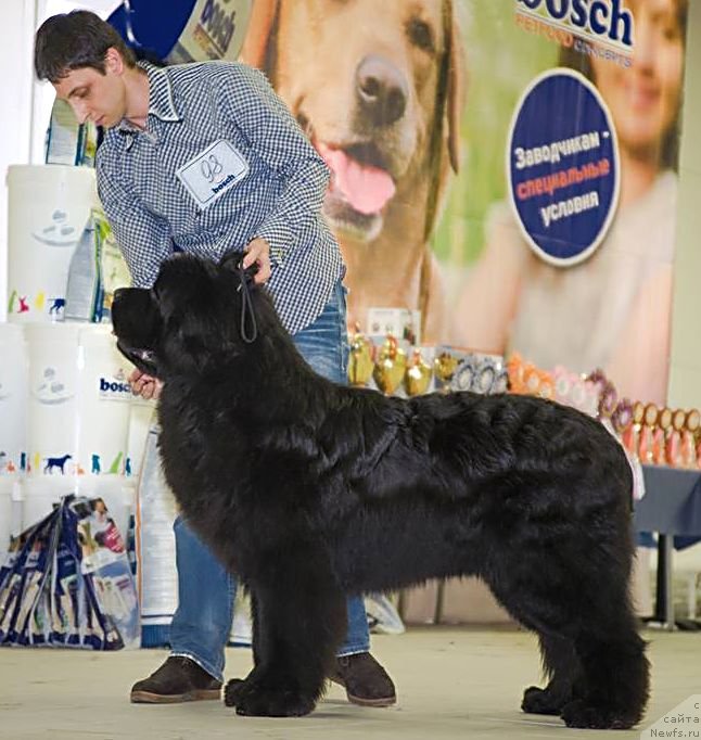 Фото: ньюфаундленд Aquatoriya Kelvin Flash Royal (Акватория Келвин Флэш Ройал), Aleksandr Korotkov (Александр Коротков)