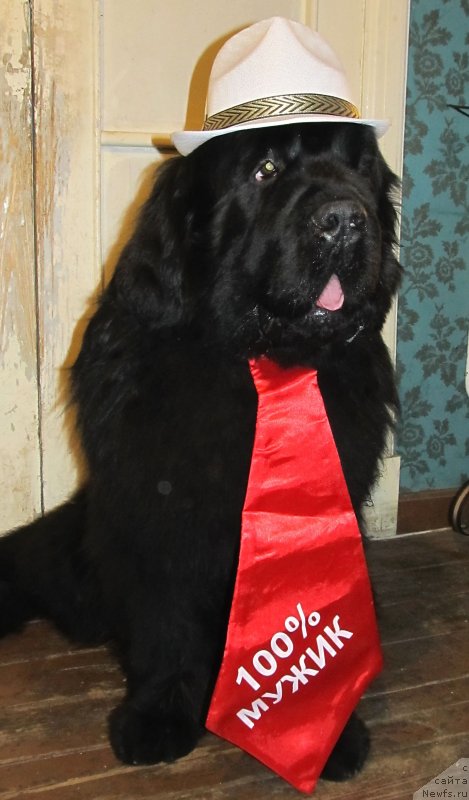 Фото: ньюфаундленд Aquatoriya Kelvin Flash Royal (Акватория Келвин Флэш Ройал)