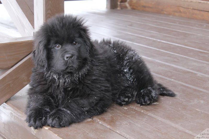 Фото: ньюфаундленд N'yu-Pom-SHir Arktur Svart B'orn (Нью-Пом-Шир Арктур Сварт Бьорн)