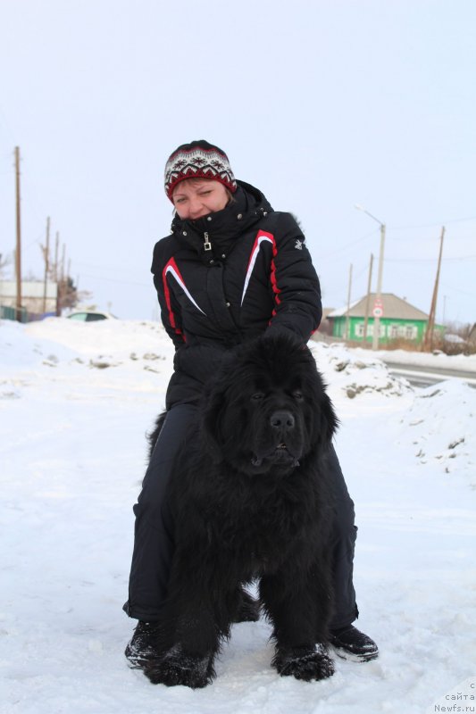 Фото: ньюфаундленд Super Premium Lillihamer (Супер Премиум Лиллихаммер)